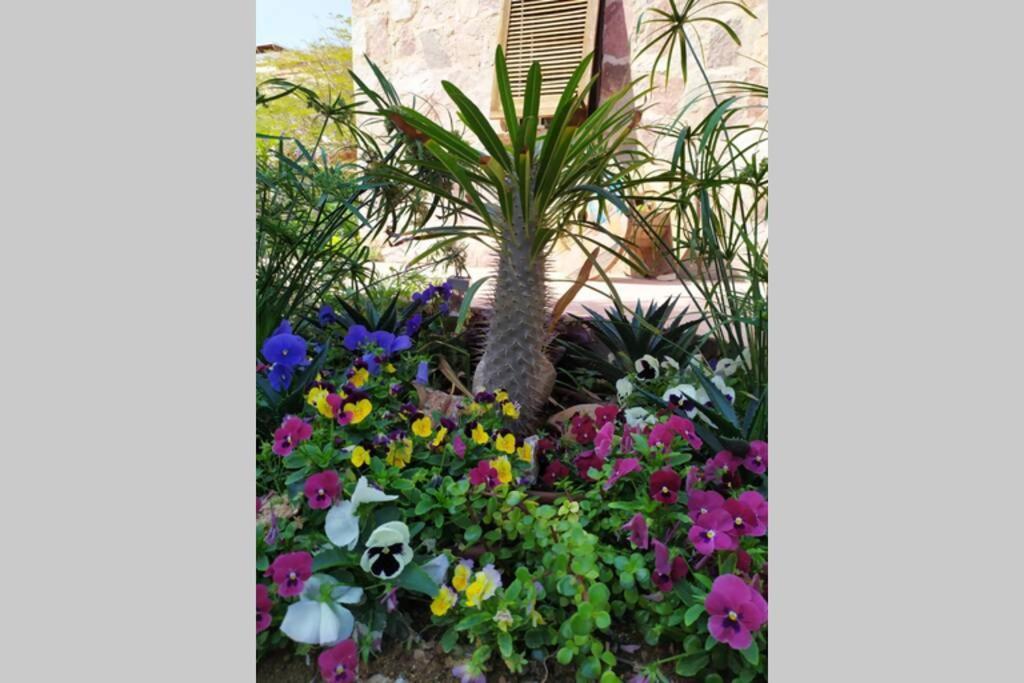 Apartmán Eilat Stone - Patio אבן אילת - פטיו Exteriér fotografie